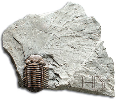 TRILOBIT