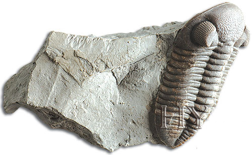 TRILOBIT