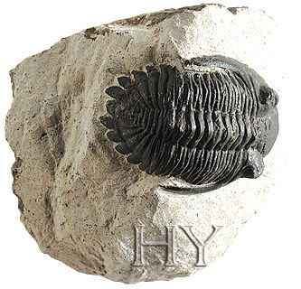 TRILOBIT