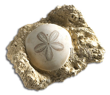 CLYPEASTEROIDA (SAND DOLLAR)