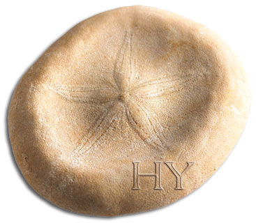 CLYPEASTEROIDA (SAND DOLLAR)