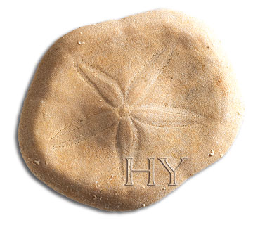 CLYPEASTEROIDA (SAND DOLLAR)