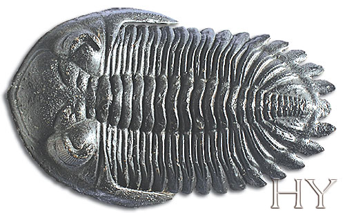 TRILOBIT