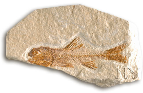 PERCOPSIDAE