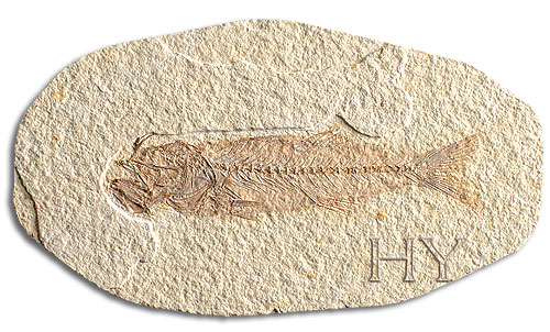 PERCOPSIDAE