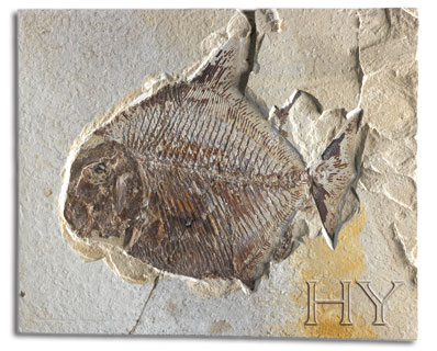 ORAK BALIĞI (Drepaneidae)