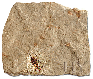 HORTUMLU BÖCEK