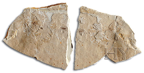 ÖRÜMCEK (Çift parça)