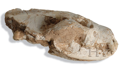 WOLF SKULL