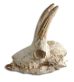 ANTELOPE SKULL