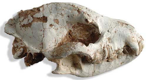 FISCHERMARDER-SCHÄDEL