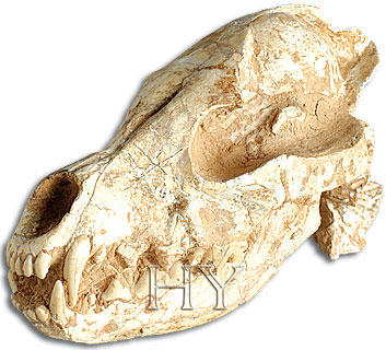 WOLF SKULL