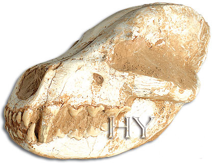 BEAR SKULL