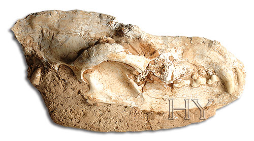 TASMANIAN DEVIL SKULL
