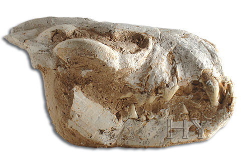 LEOPAR KAFATASI