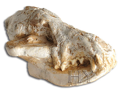JACKAL SKULL