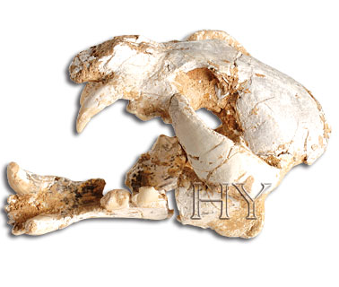 LYNX SKULL