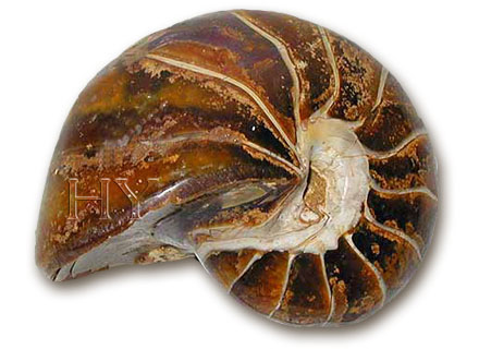 NAUTILUS