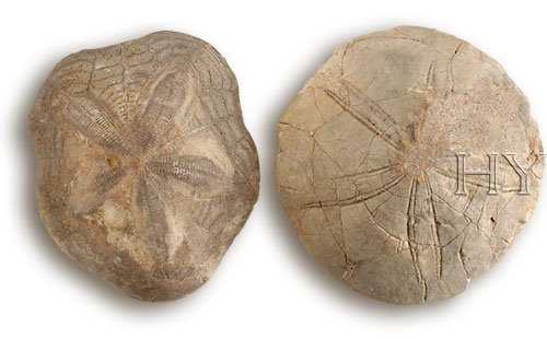 CLYPEASTEROIDA (Sand Dollar)