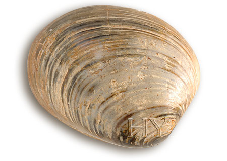 BIVALVE