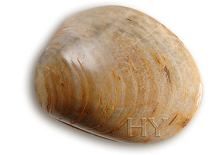 BIVALVE