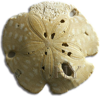 CLYPEASTEROIDA (Sand Dollar)