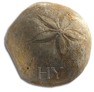 CLYPEASTEROIDA (Sand Dollar)