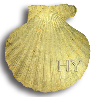 BIVALVE