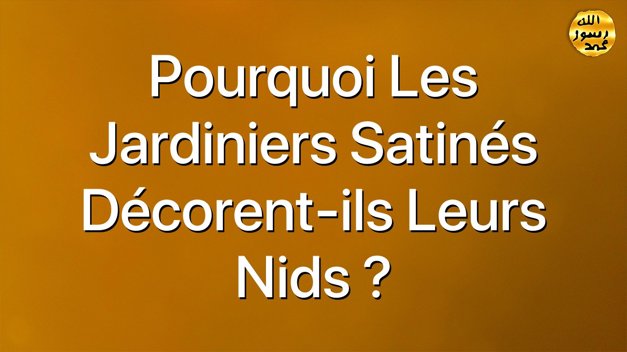 Pourquoi les jardiniers satinés décorent-ils leurs nids ?