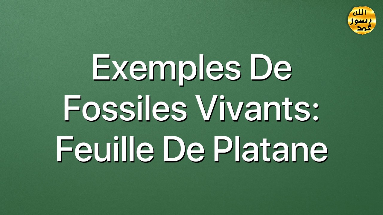 Exemples de fossiles vivants: Feuille de platane