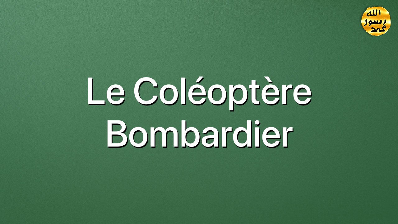 Le coléoptère bombardier