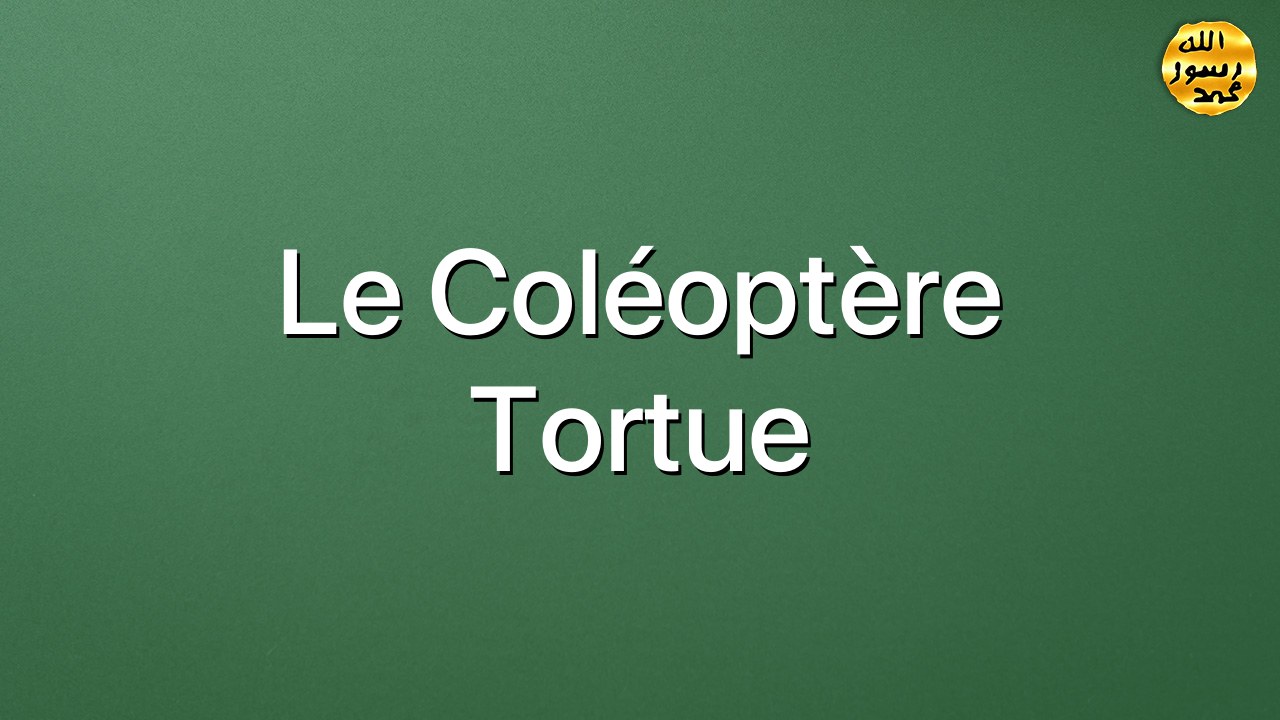 Le coléoptère tortue