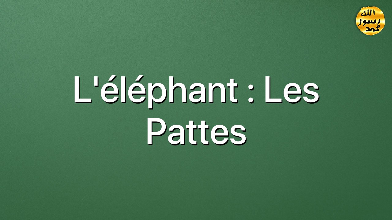 L’éléphant : les pattes