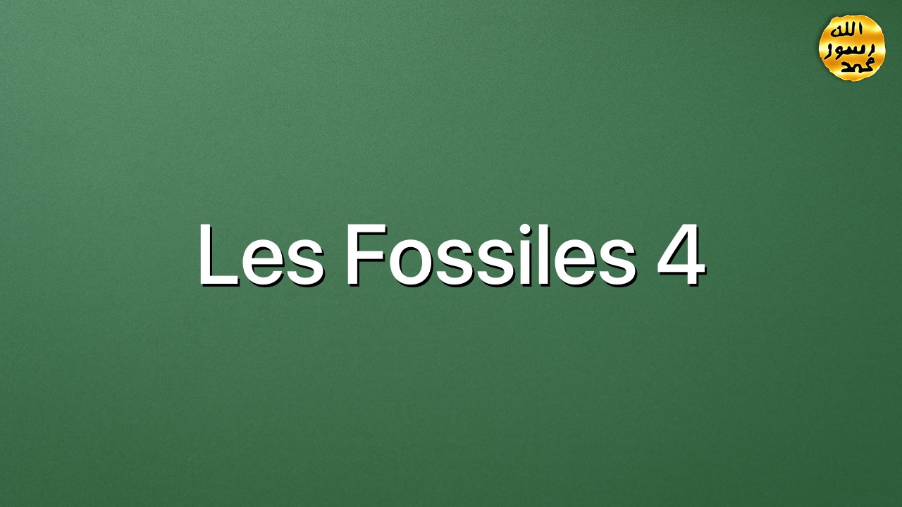 Les fossiles 4
