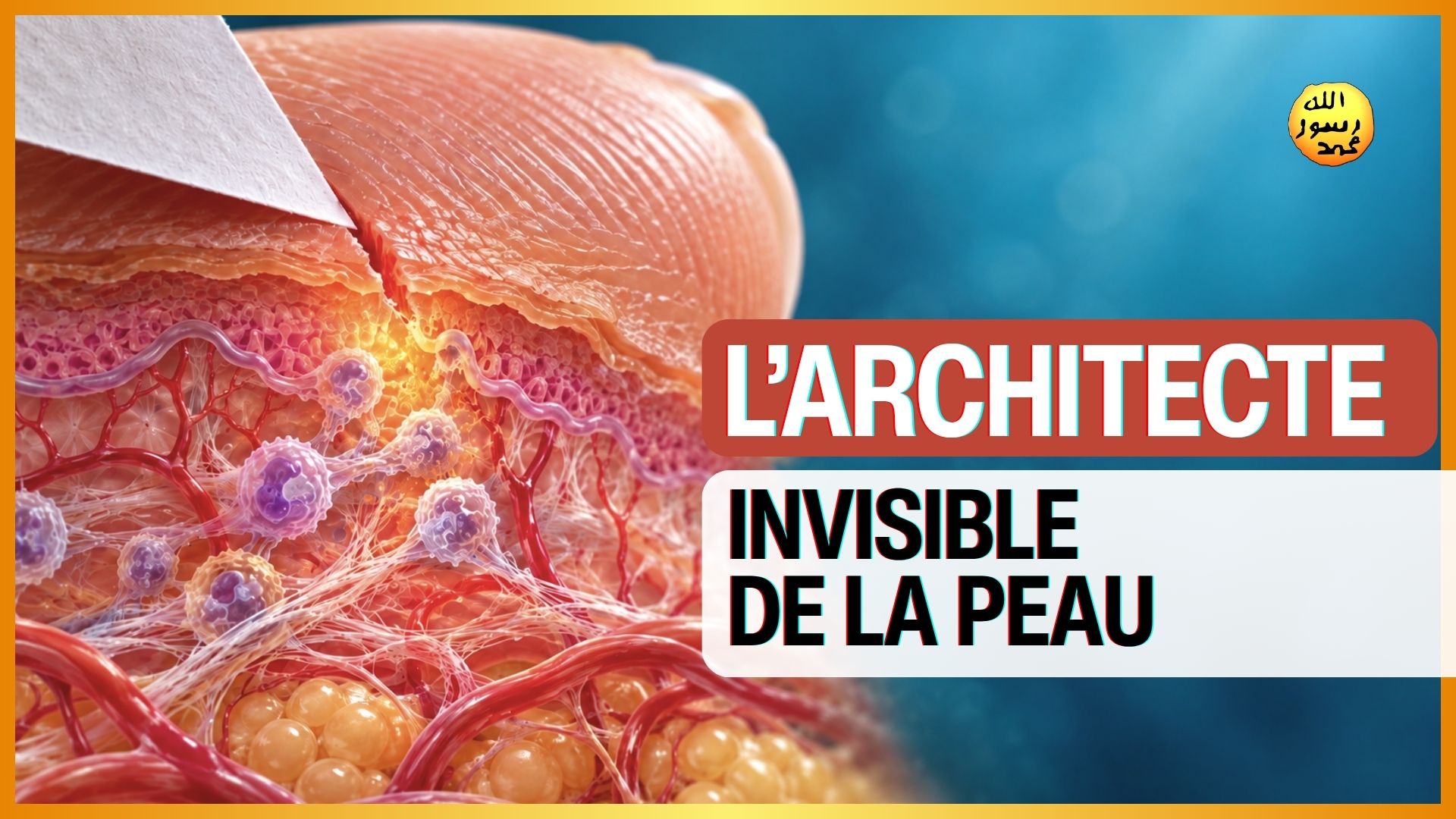 L’architecte Invisible De La Peau