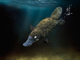 Platypus darvinist fərziyyələrə vəsait ola bilmədi