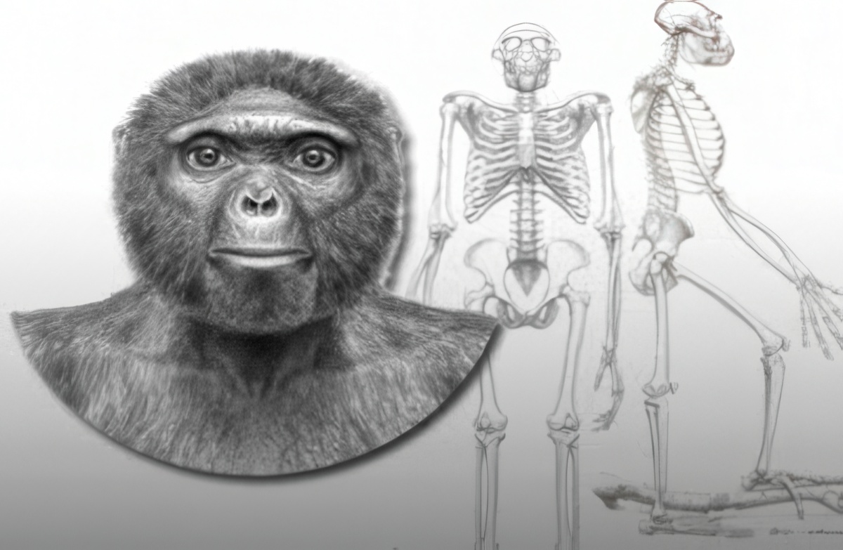 Darwinists: ""We Apologize Once Again, We Were Also Mistaken About Ardi""