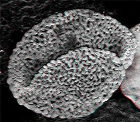 240 Milyon Yıllık Mucize Polen Fosili