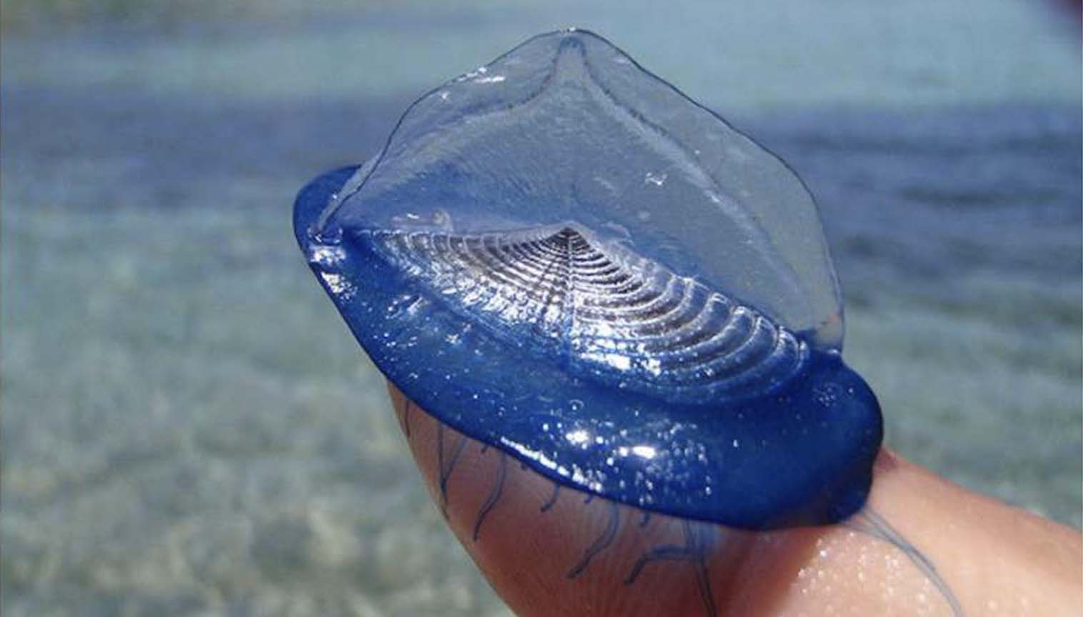Mor Yelkenli (Velella velella)