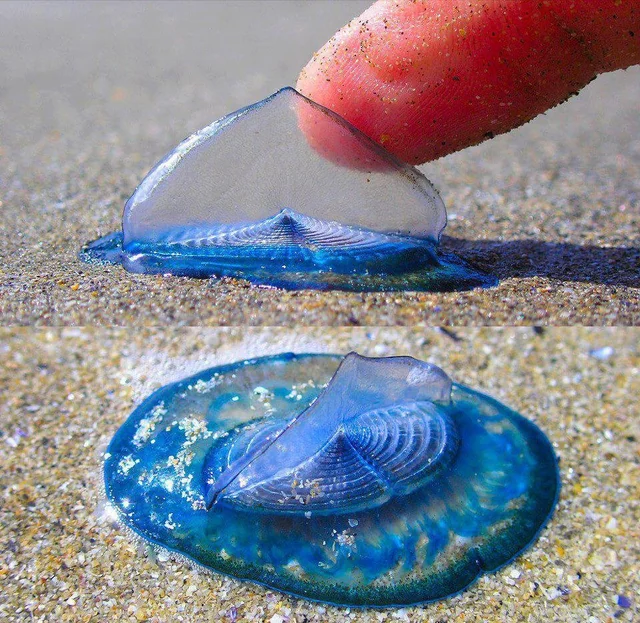 Mor Yelkenli (Velella velella)