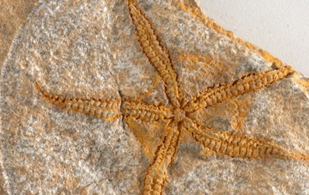 Yaratılış Müzesi