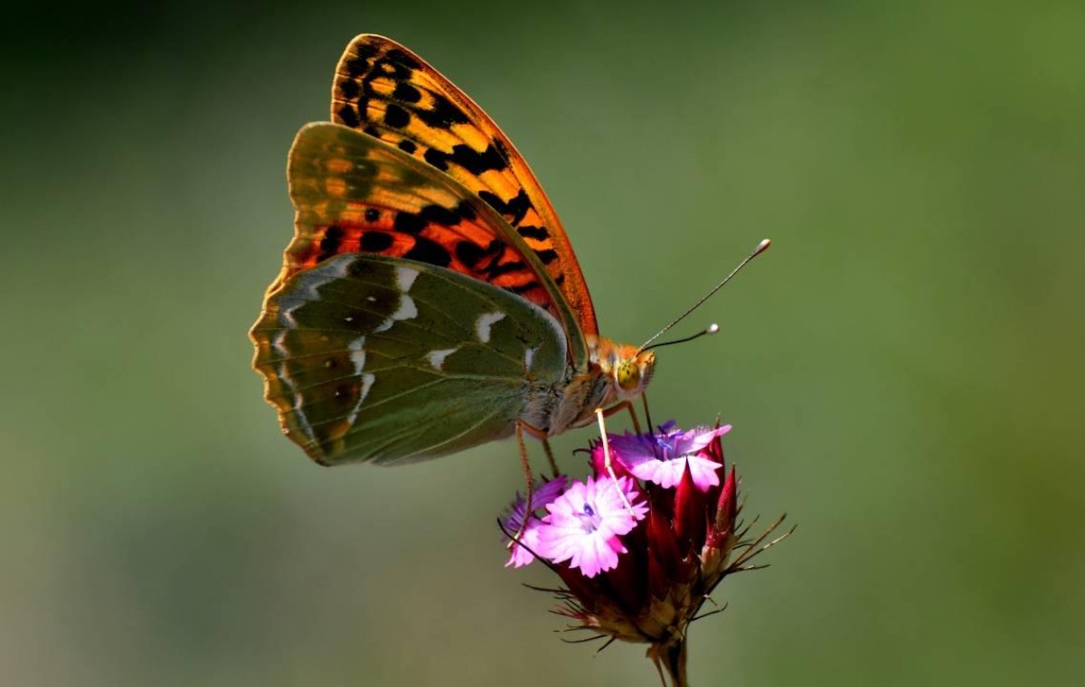 Belgesellerden Seçme Bölümler