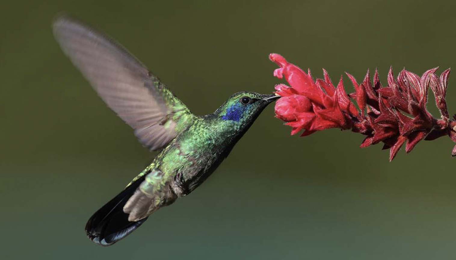Interesting Hearts in the Animal Kingdom