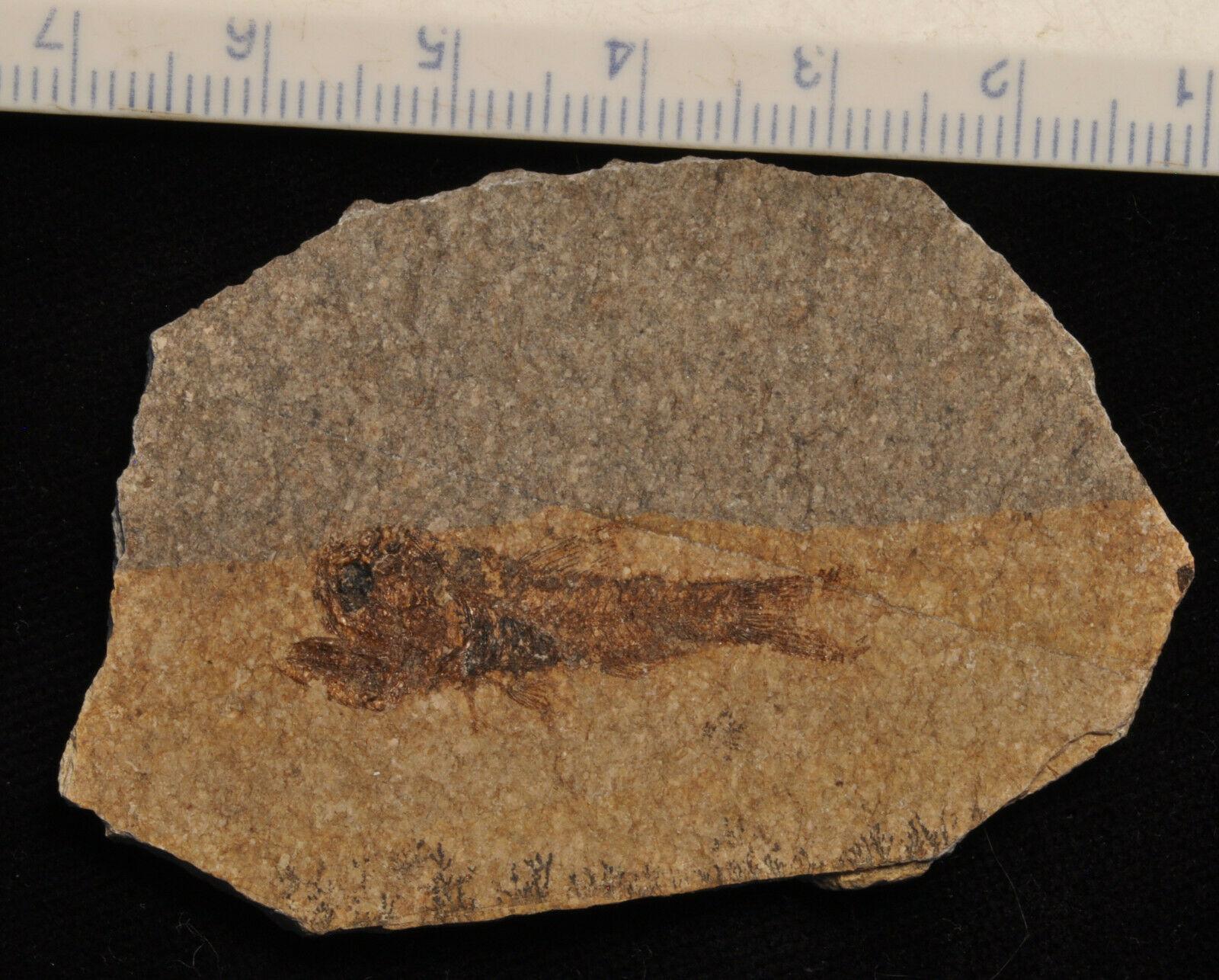 EOMYCTOPHUM SP.