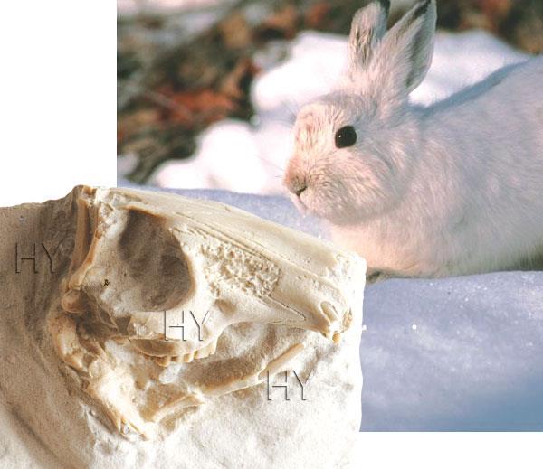RABBIT SKULL