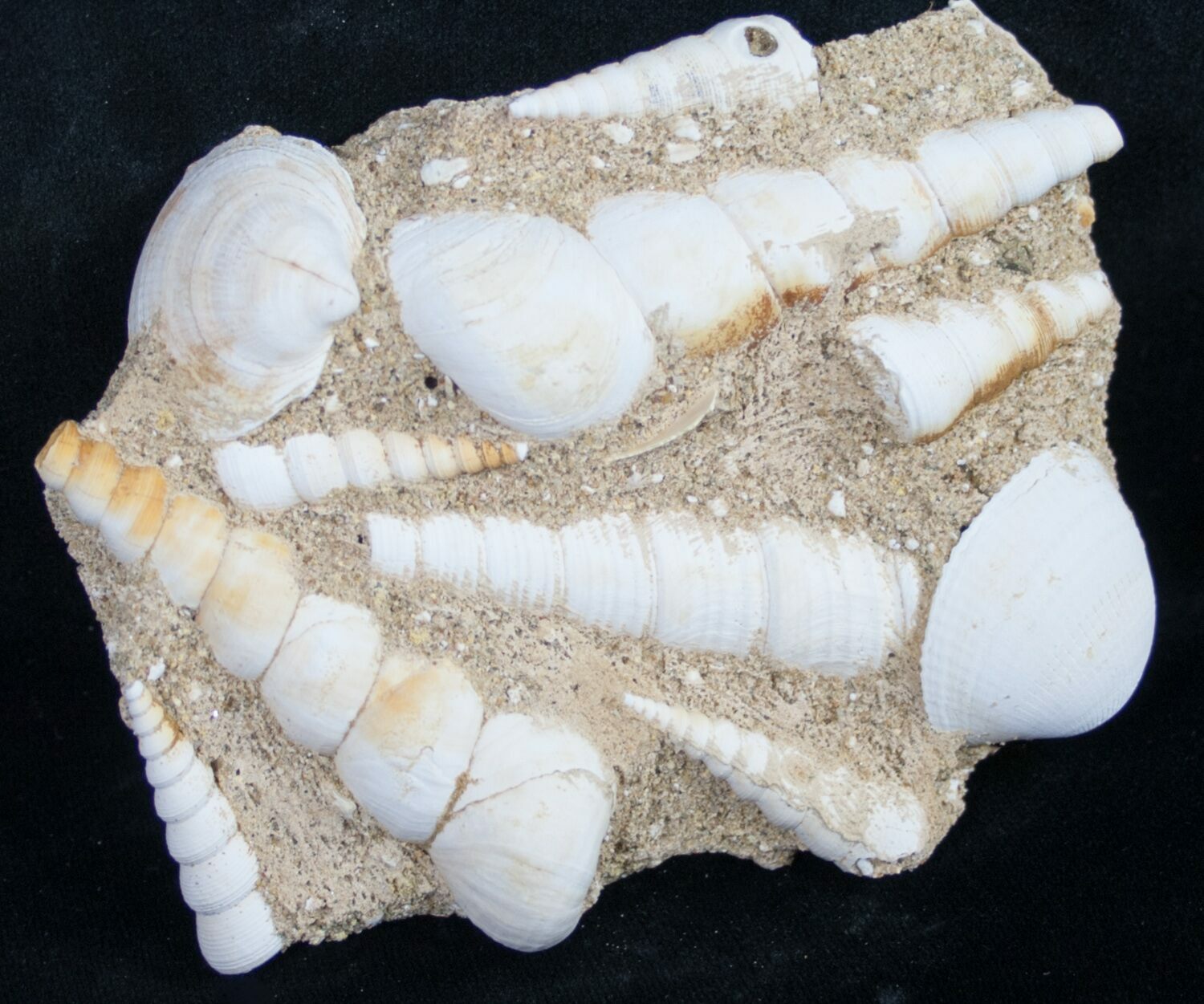 TURRITELLA