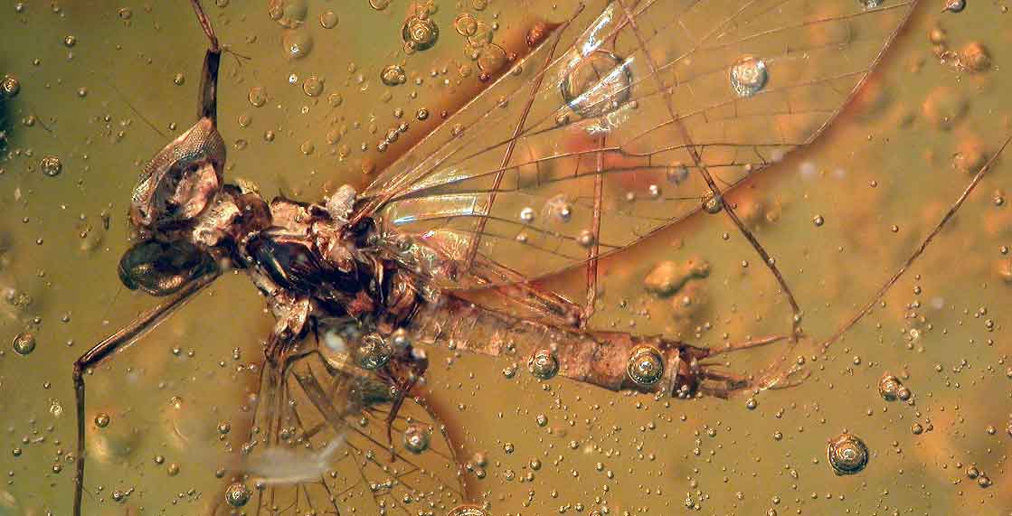 CACHIPOLLA
