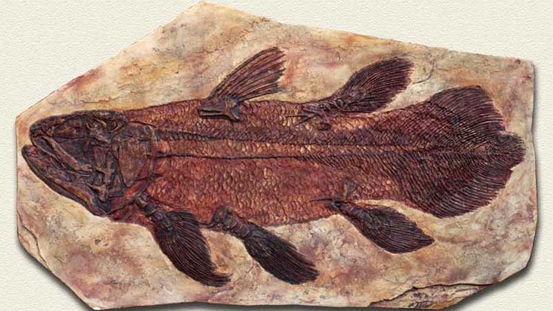 COELACANTH (Çift Parça)