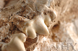 COYOTE SKULL