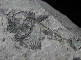 ARGYROPELECUS COSMOVICII
